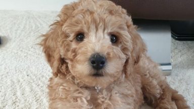 Puppy dies after ‘improper use of a heated cage dryer’ at groomers
