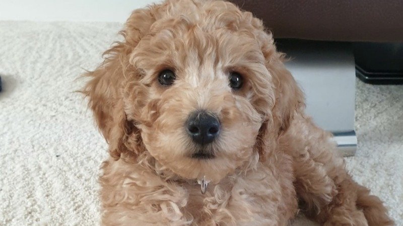 Puppy dies after ‘improper use of a heated cage dryer’ at groomers