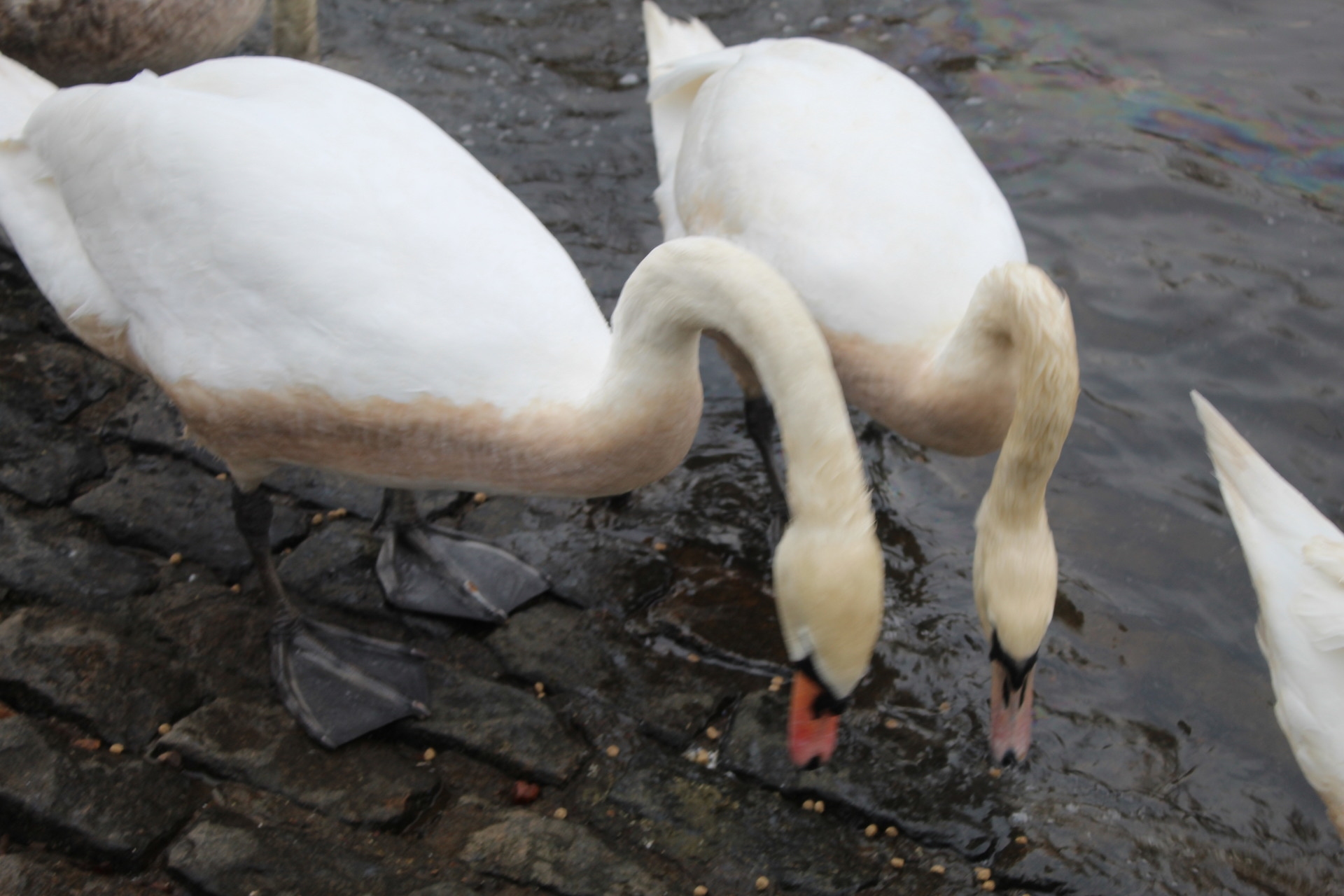 Swans at the River Esk