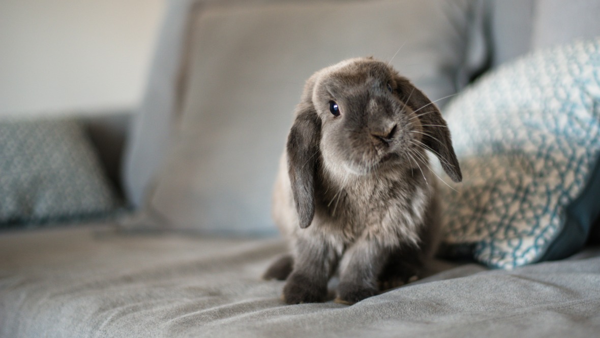 The SSPCA has taken in over 1,800 rabbits since 2020 into their care. Photo: iStock.