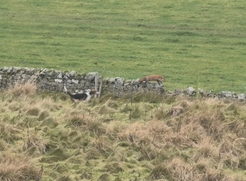 Police investigate ‘fox hunt’ footage after campaigners report video