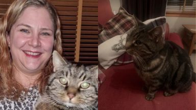 Pet cat reunited with owner 11 years after going missing