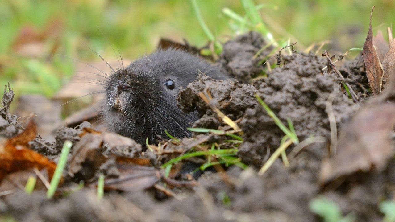 Beavers pave way for return of endangered water voles to Scottish rainforest