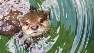 Police launch inquiry after otter pup dies in illegal snare