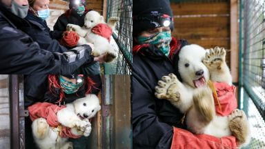 Highland Wildlife Park’s polar bear cub confirmed as a boy after health check