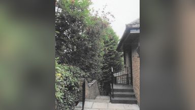 Couple blame high hedge for their rising energy bills