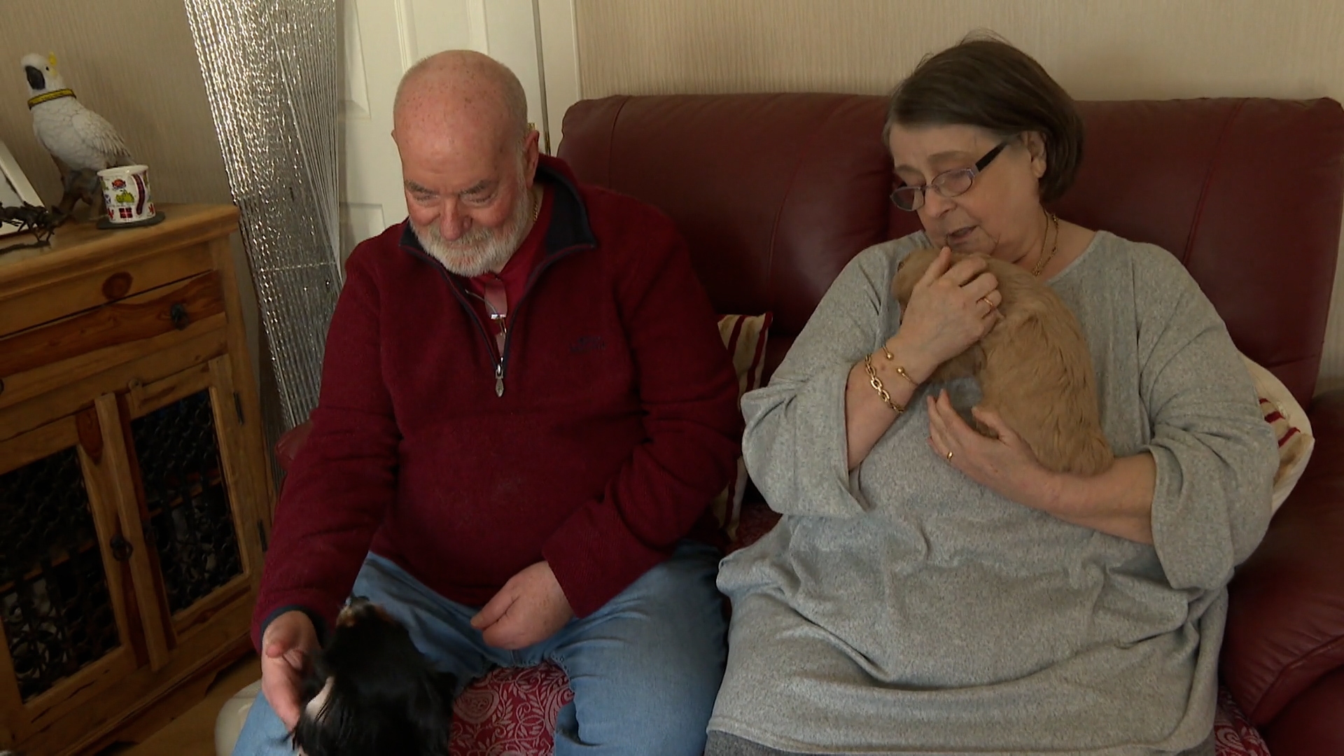  Jayne and Jim Reape have been fostering for Dogs Trust since 2014.
