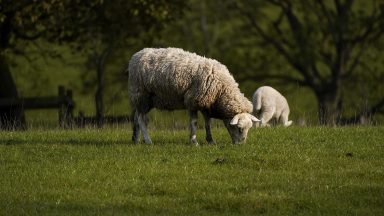 ‘Unacceptable weakness’ in Crofting Commission leadership condemned by MSPs