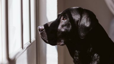 Animal rehoming centre at capacity due to backlog of court cases