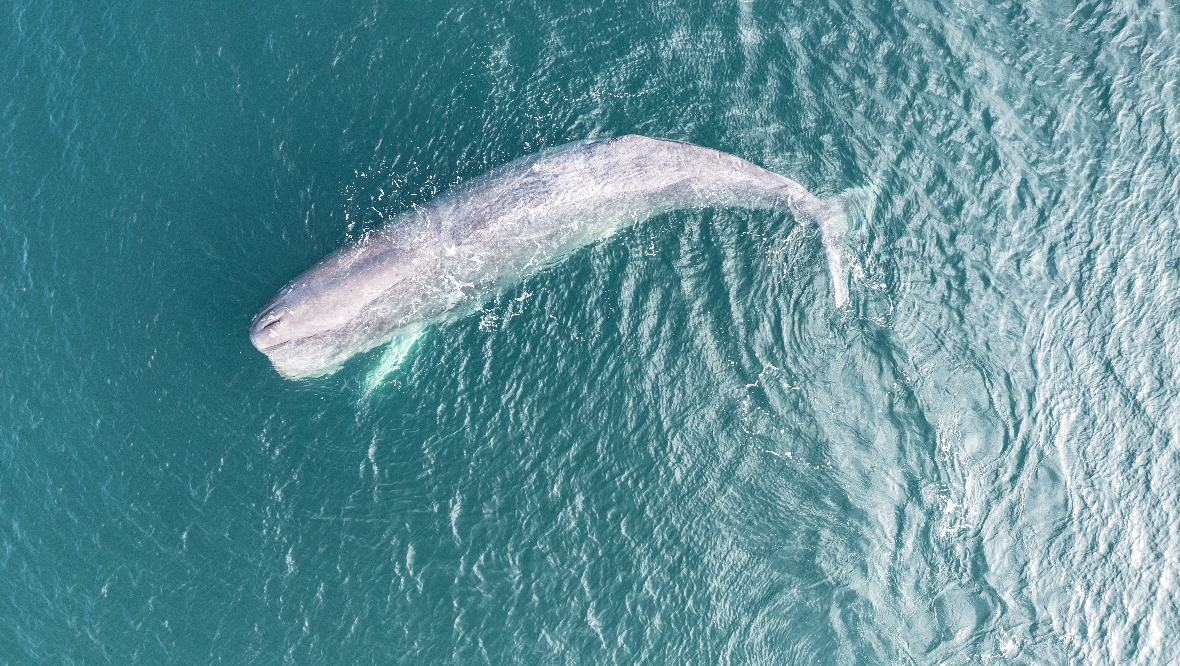 Studies will attempt  to decipher language used by sperm whales