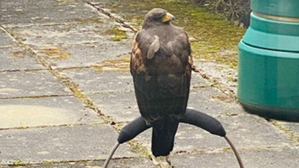 NHS Tayside deploys services of bird of prey at flagship hospital in Dundee