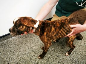 Pet ban for Dundee owner Daryl Luke Hill who starved dogs at property