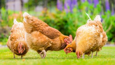 Chief vet confirms bird flu outbreak with 10km surveillance zone in force