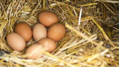 Free-range eggs to return to shelves as poultry restrictions ease after bird flu levels reduced to ‘medium’