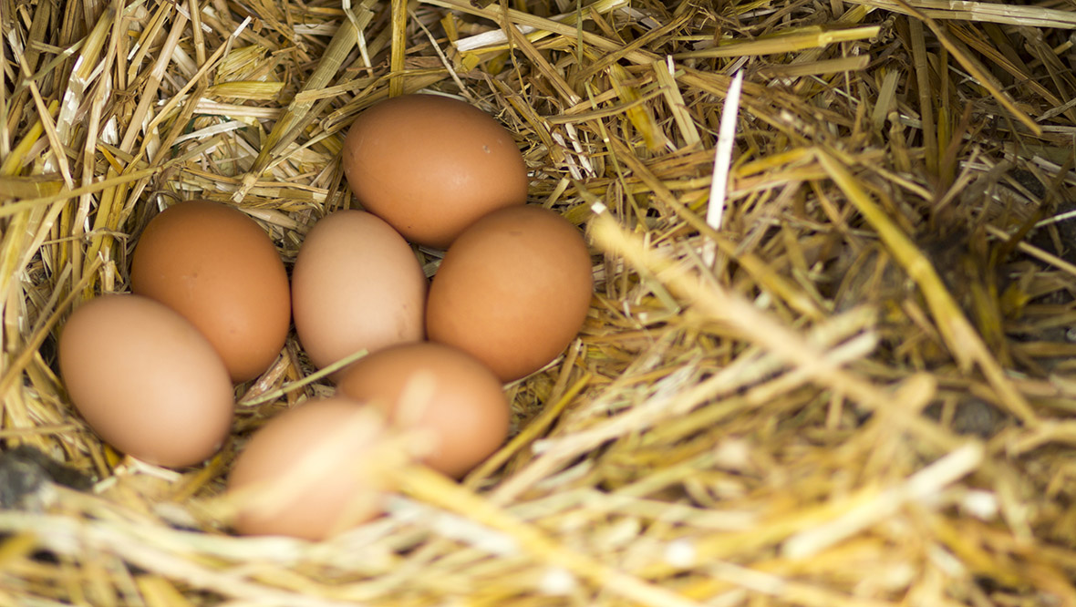 Free range eggs no longer available in UK supermarkets due to ‘largest ever outbreak’ of bird flu