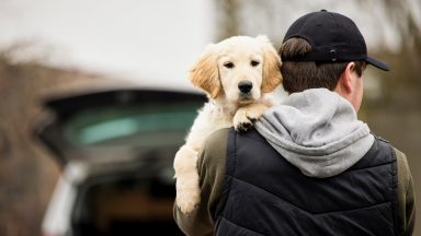 Bid to crack down on dog theft in Scotland as owners face being threatened by criminals