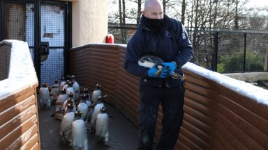 More than 100 Edinburgh Zoo penguins given clean bill of health following annual check-up