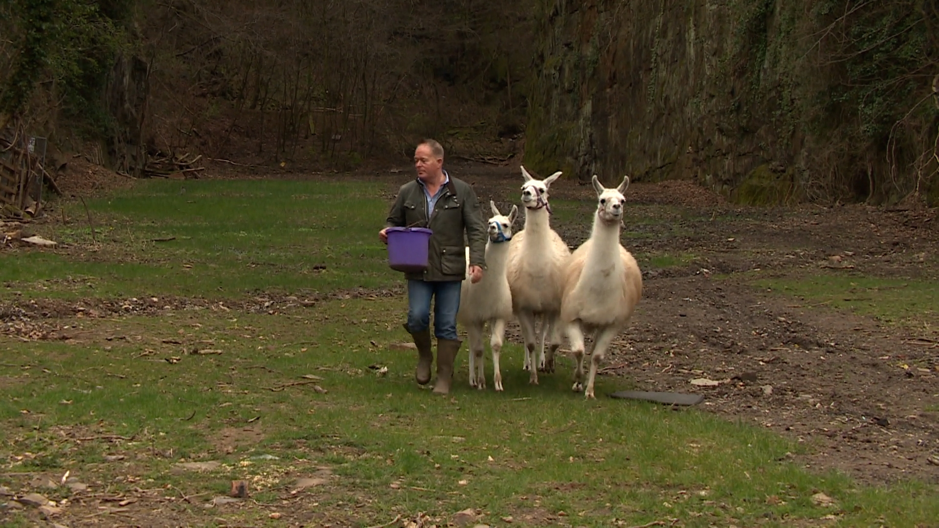 Kevin McVey and his three llamas.