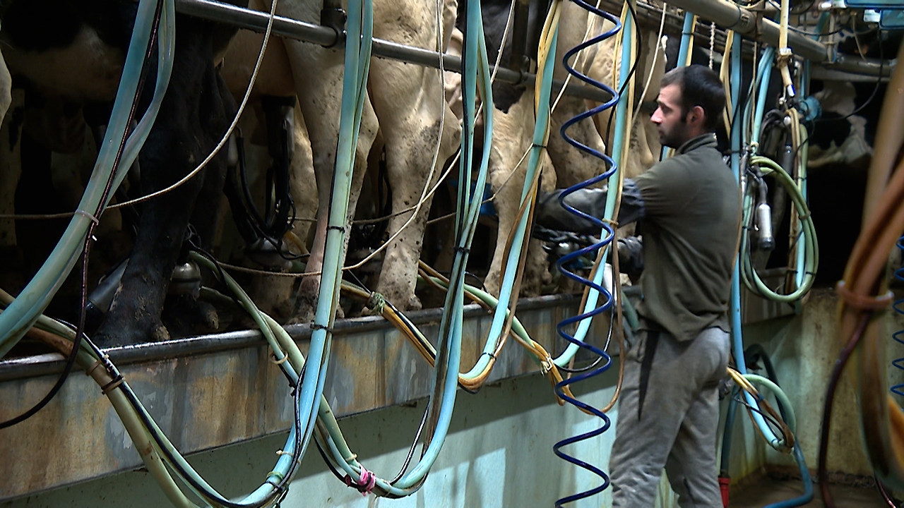 The cows are being milked less often in a bid to save money. 