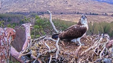 Osprey who became viral lockdown sensation lays first egg of 2023 at Loch Arkaig reserve