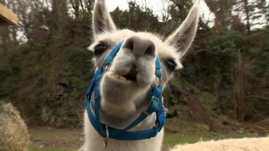 Three adventurous llamas escaped from a quarry and walked along the busy A82 in Dumbarton