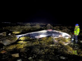 Body of dead whale discovered on rocks after washing up on beach