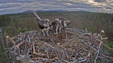 Osprey lays egg at RSPB’s Abernethy reserve for the first time in four years 