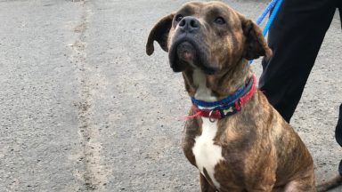 Cumbernauld owner of neglected dog with ‘worst ear infection vet had seen’ handed pet ban