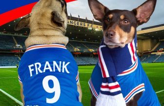 Rangers release set of dog-friendly football scarves for fans of Ibrox club