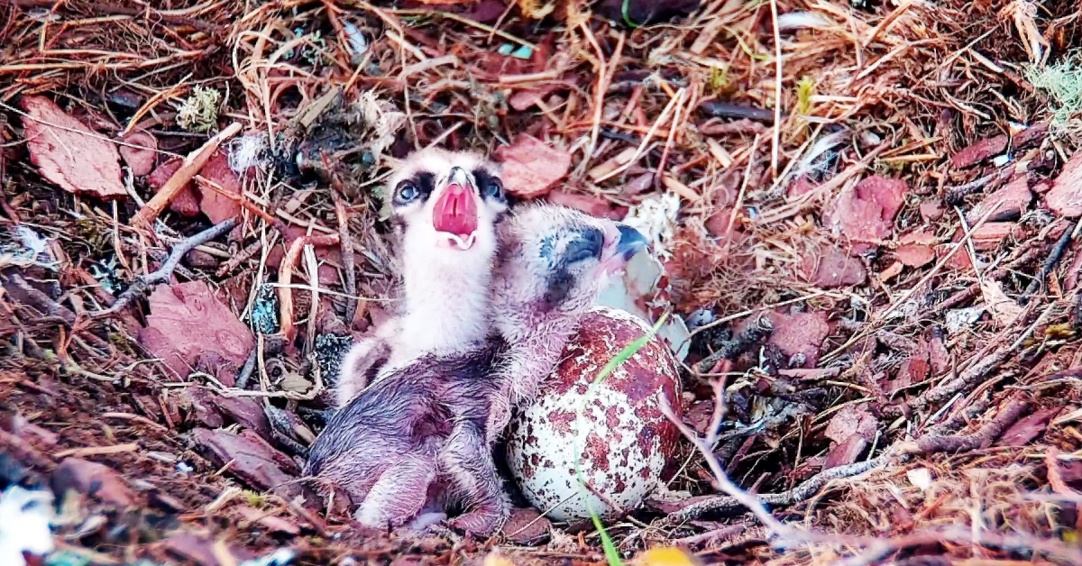Two osprey chicks at Loch of the Lowes Wildlife Reserve.