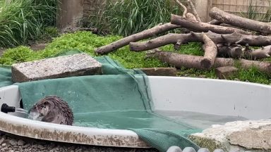 Rescued otter scared of water finally takes plunge at Hillswick Wildlife