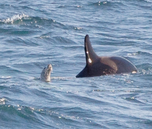 Large populations of seals are present at Kinnaird Head.