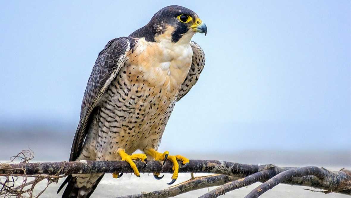 Peregrine Falcon put down after being shot in Angus as investigation launched