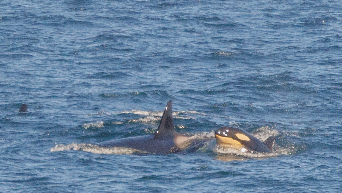 Newborn orca calf spotted with killer whale pod  off Aberdeenshire coast in Kainnaird Head, Fraserburgh