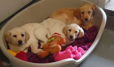 Appeal after three sick Labrador puppies abandoned on roadside in Renfrew