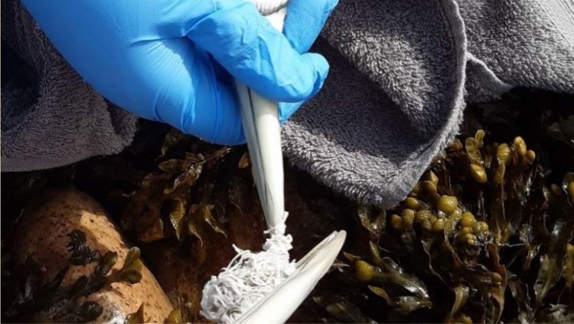 Gannets rescued from Scottish SPCA after becoming stuck together in fishing netting at Burghead, Moray