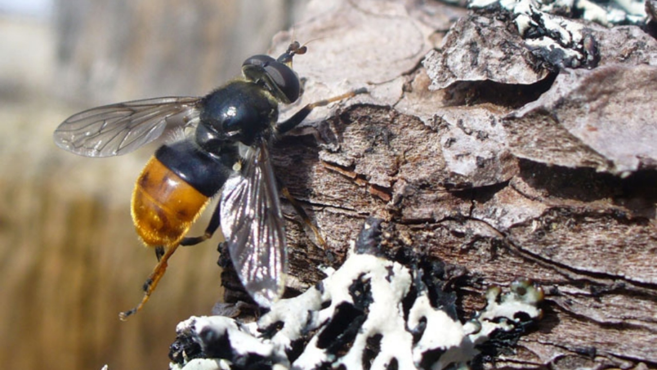 Critically endangered pine hoverfly spotted for first time in almost ten years at Cairngorm National Park