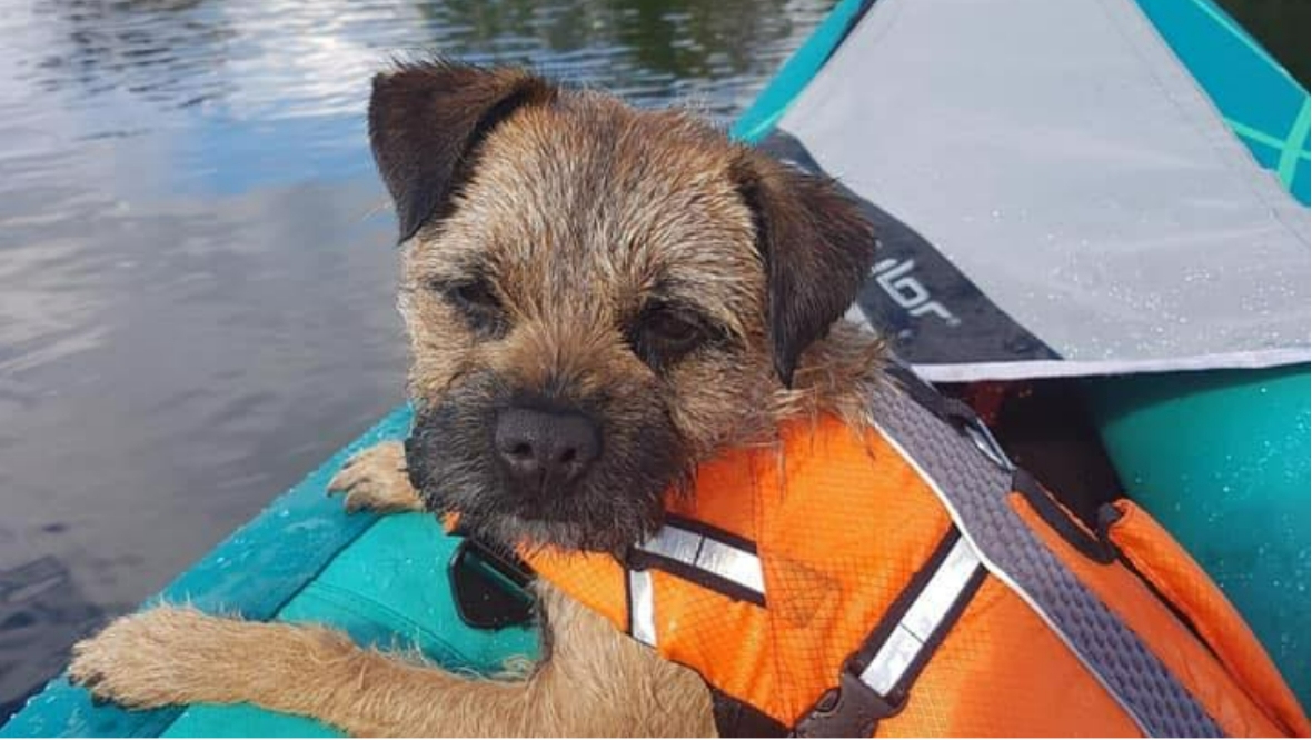 een launched by a devastated dog owner to trace her beloved pooch after she was believed to be “stolen by two men on a speedboat”.