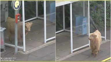 Calf spotted ‘waiting for train’ in Glasgow after escape from nearby field at Pollokshaws West Station