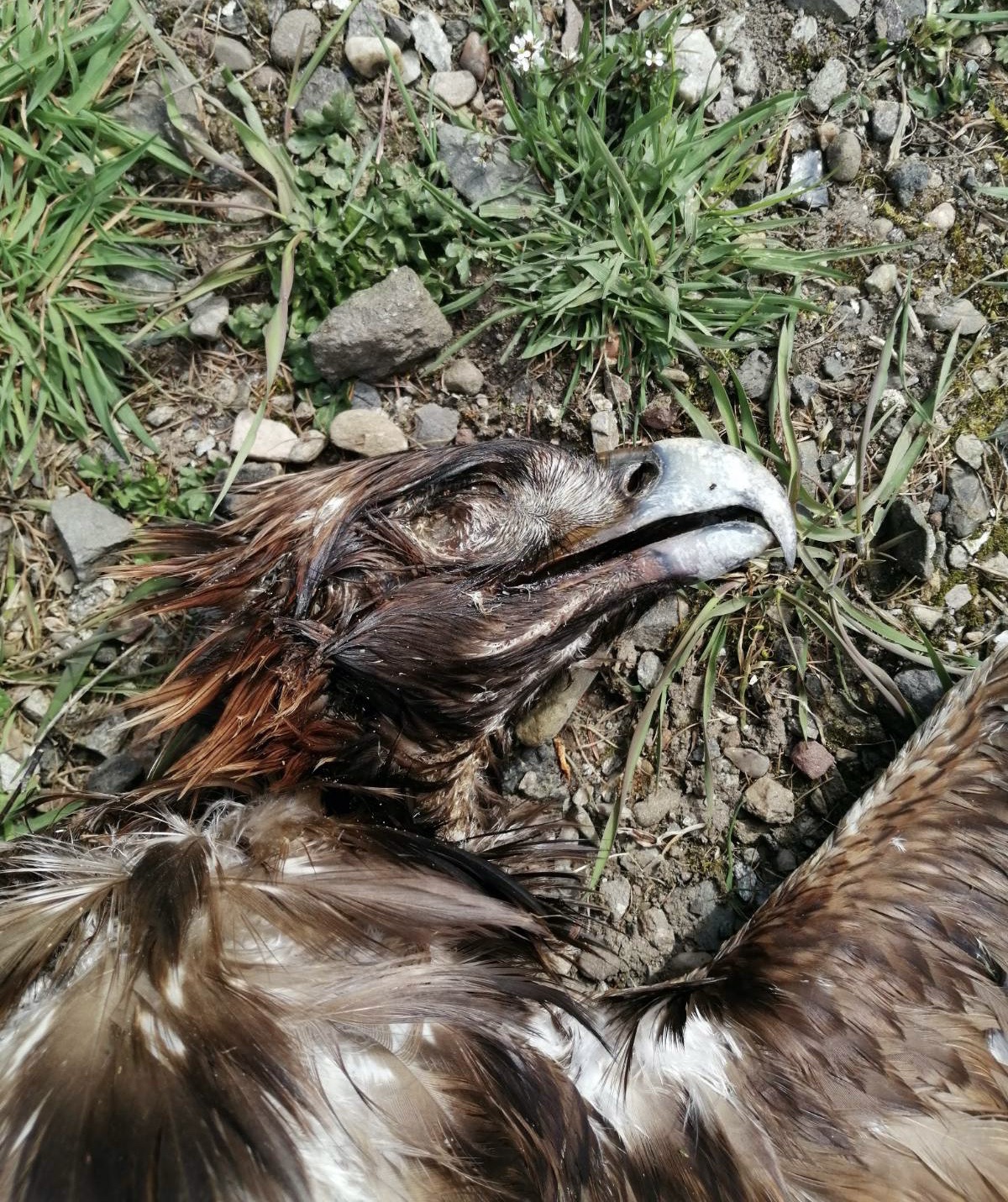 The bird's corpse was recovered and examined by police. 