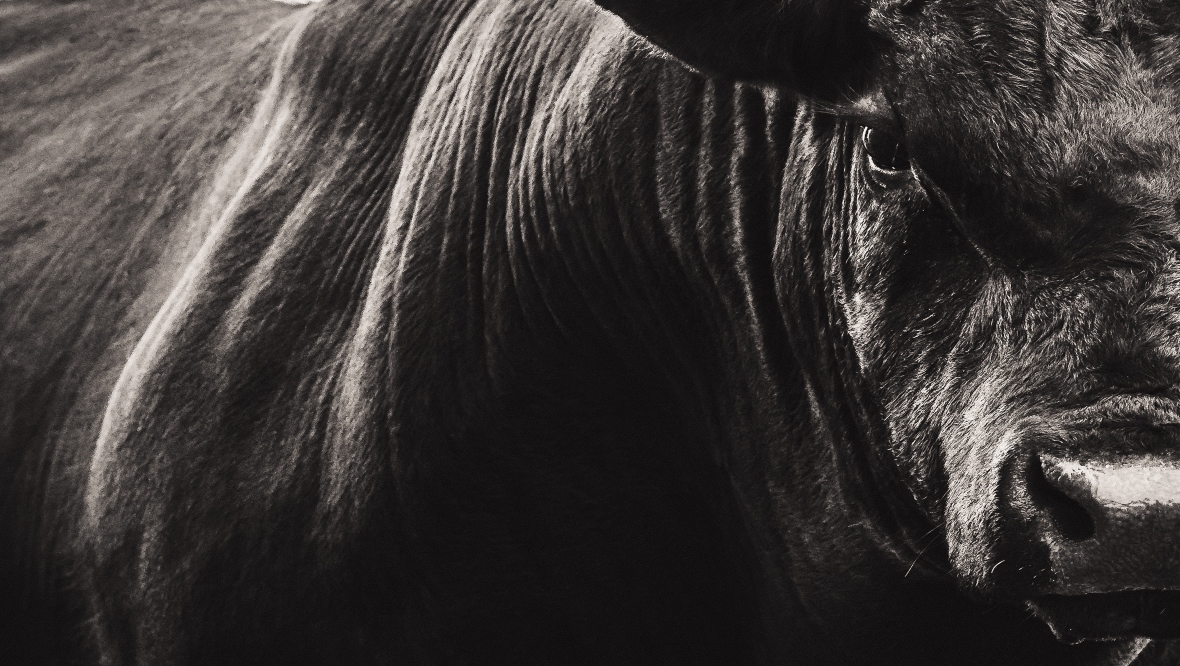 Glasgow Central train services disrupted after bull wanders onto tracks between Bishopton and Paisley St James