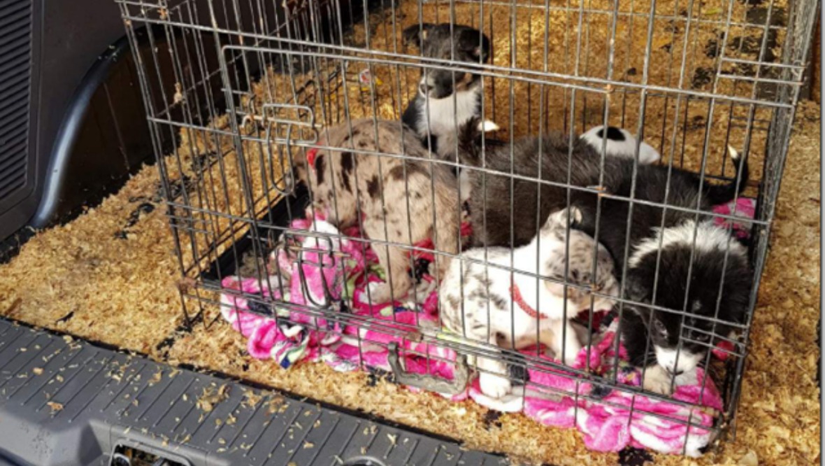 The six puppies were found covered in faeces and urine in the back of McRea's van.