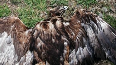 Perthshire gamekeepers suffer ‘relentless abuse’ after golden eagle death appeal
