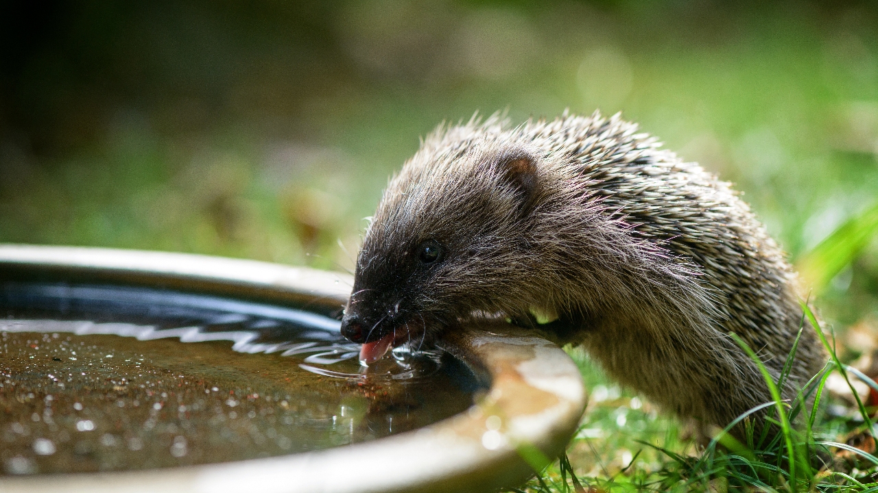 Why is there an urgent hunt for hedgehogs on the Scottish island of Barra?