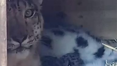 At least two snow leopard cubs born at Highland Wildlife Park in Aviemore