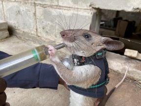 Glasgow scientist trains rats to go through earthquake debris wearing tiny backpacks in bid to help survivors