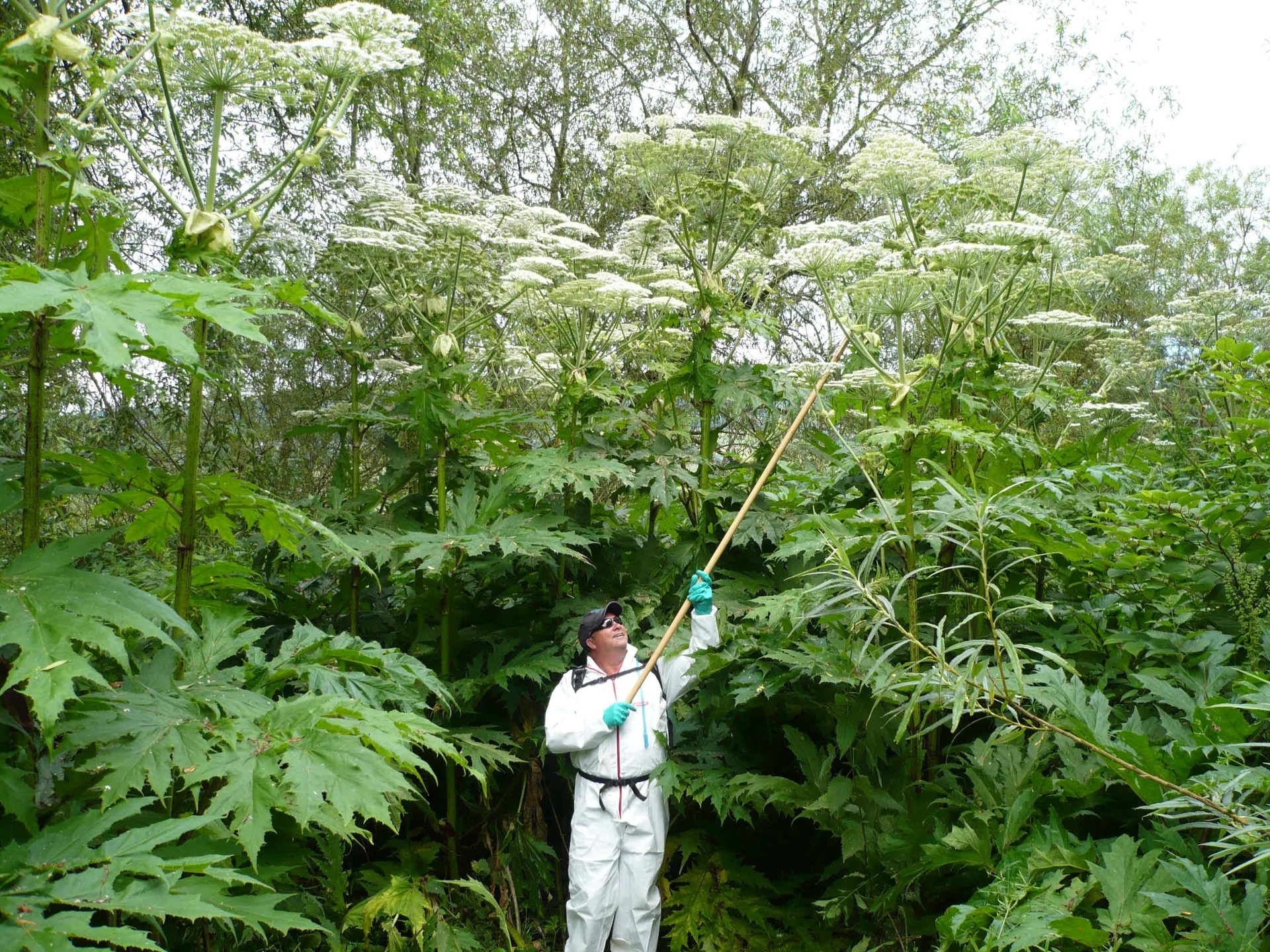 The plant can grow to an enormous size. 