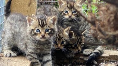 Ten more wildcats kittens set to save species from extinction in Scotland’s Cairngorms National Park