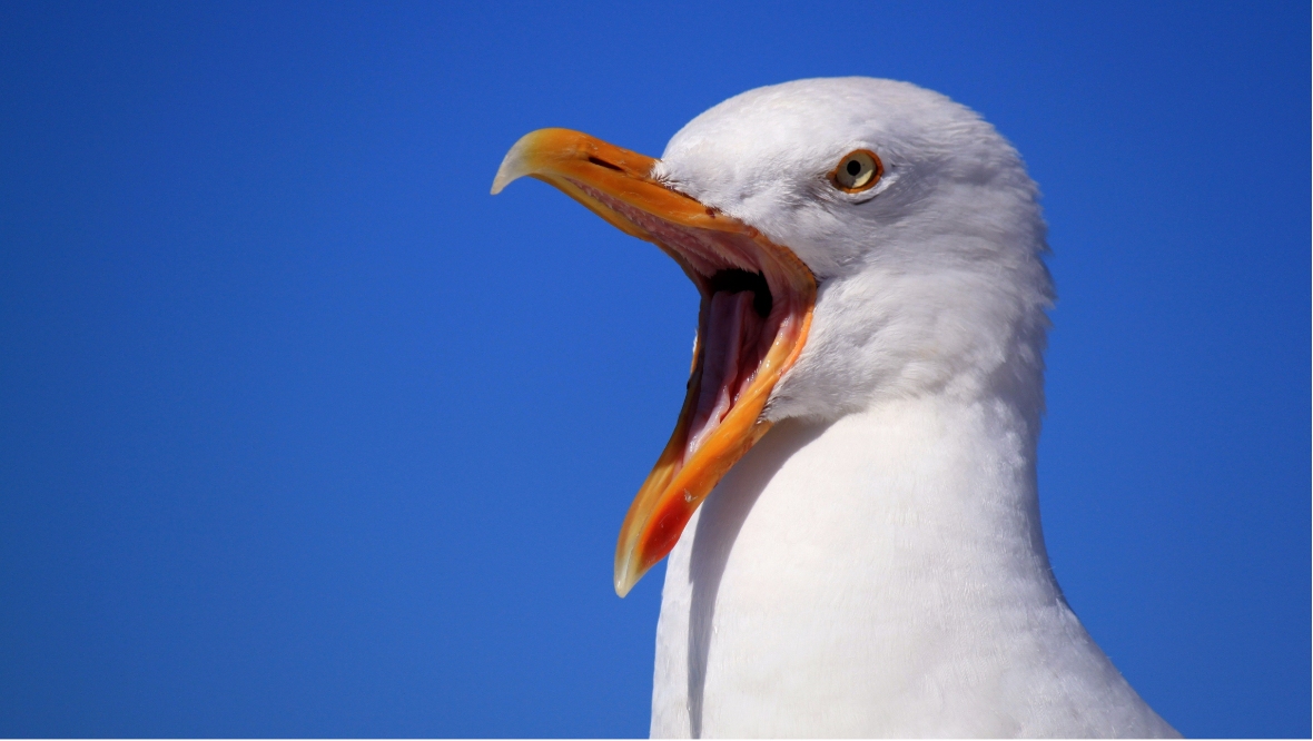 Moss on council house roofs is encouraging gulls to nest and should be removed as a matter of urgency. That was the message from Elgin councillors at a meeting of the housing and community safety committee on Tuesday