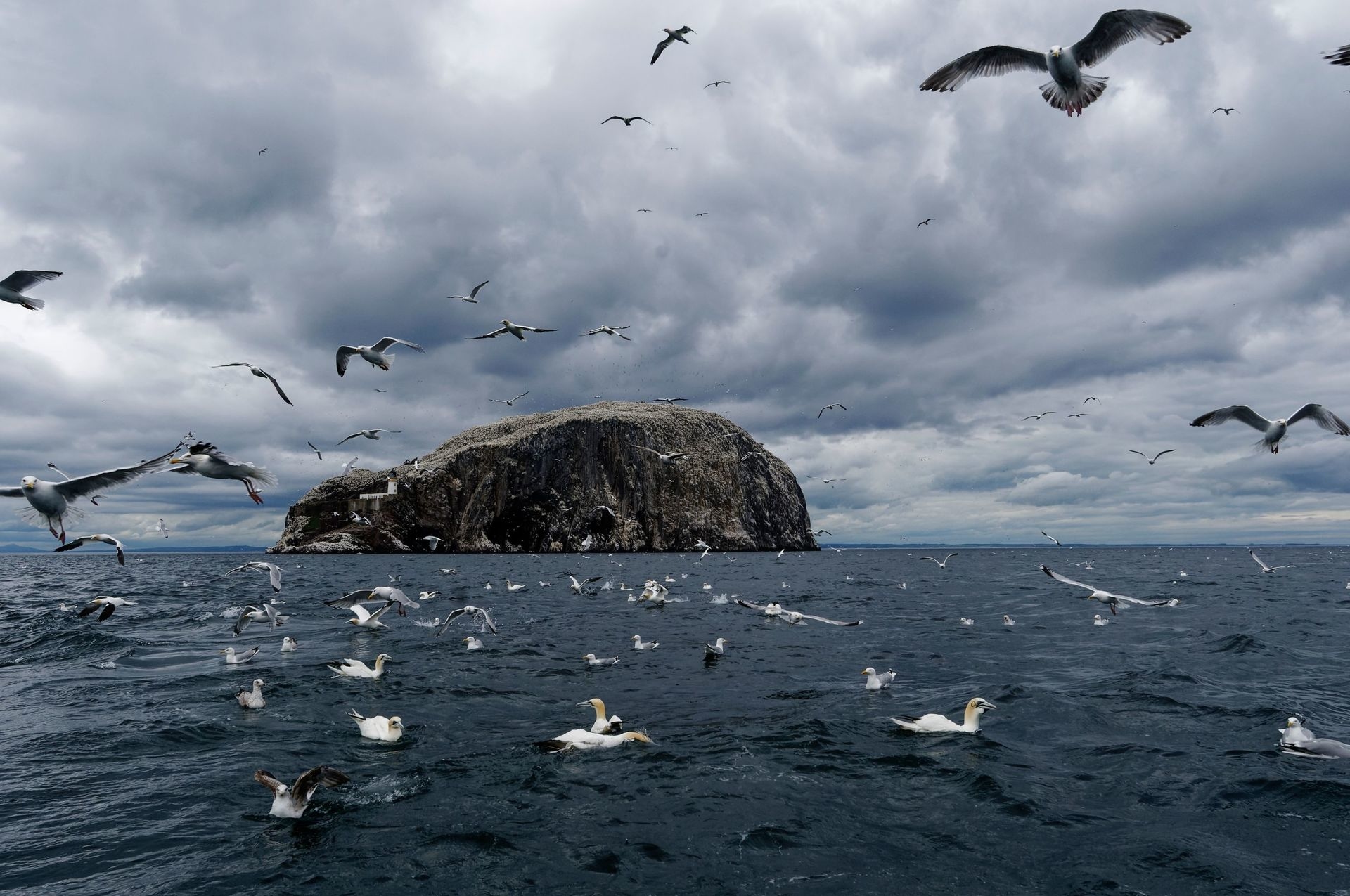 Tests are being carried out for avian flu after dozens of dead gannets washed up off Bass Rock in East Lothian